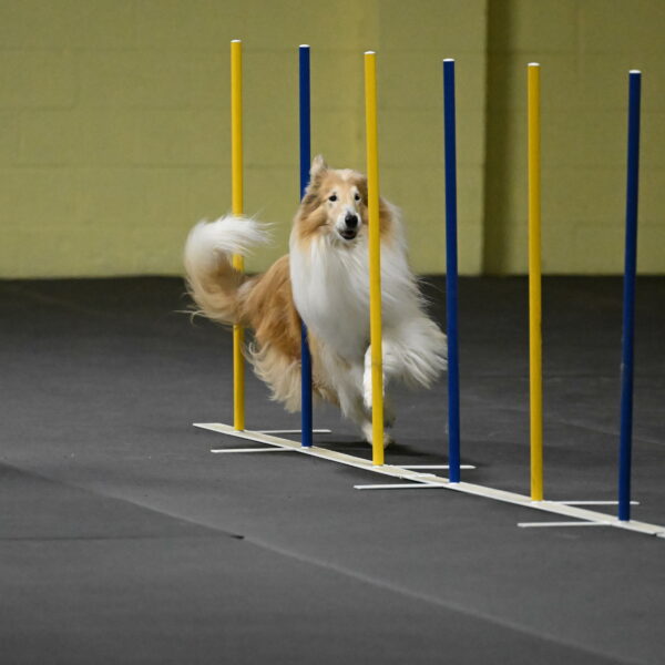 Attie-Schaffer-15205