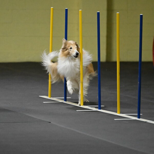 Attie-Schaffer-15206