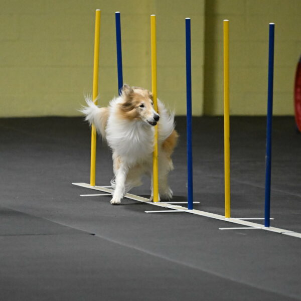 Attie-Schaffer-15207