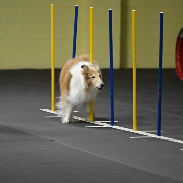 Attie-Schaffer-15208