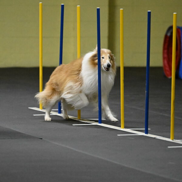 Attie-Schaffer-15211