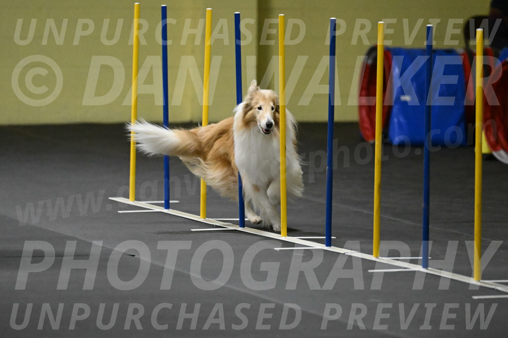 Attie-Schaffer-15215