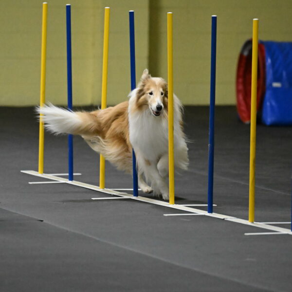 Attie-Schaffer-15215