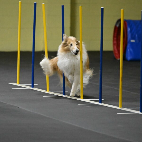 Attie-Schaffer-15216