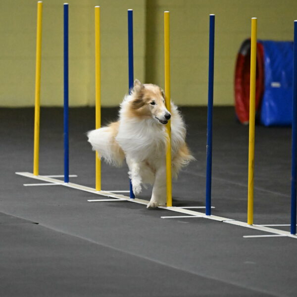 Attie-Schaffer-15217