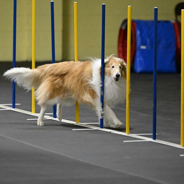 Attie-Schaffer-15222