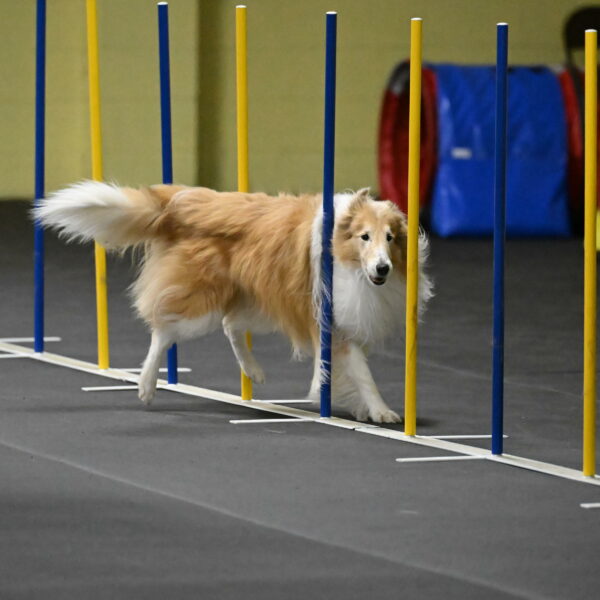 Attie-Schaffer-15223