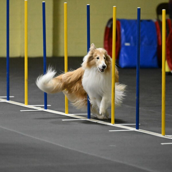 Attie-Schaffer-15225