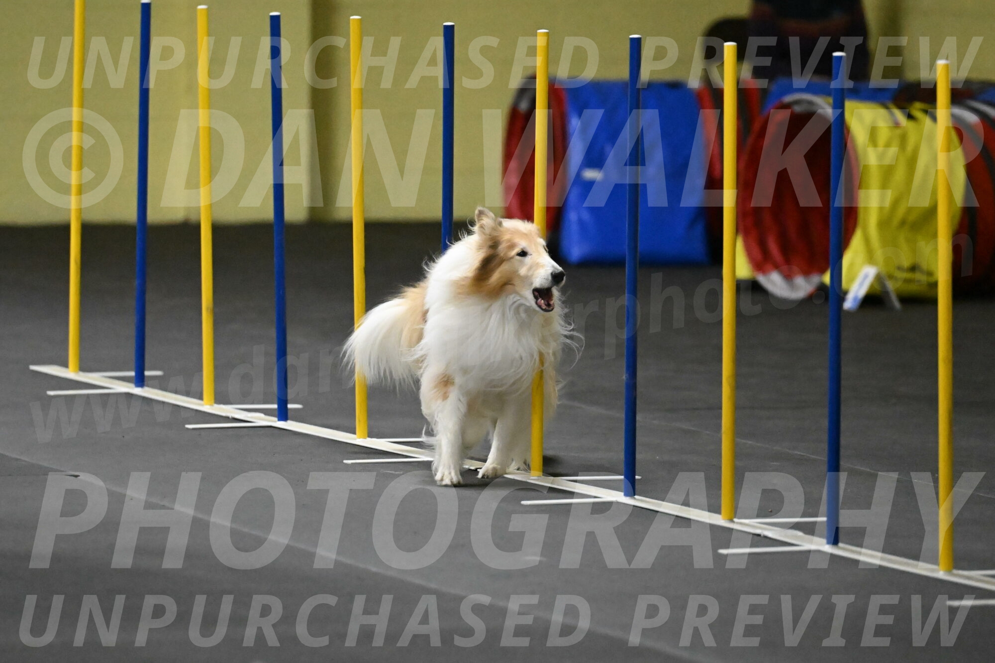 Attie-Schaffer-15227