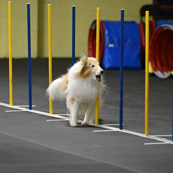 Attie-Schaffer-15227