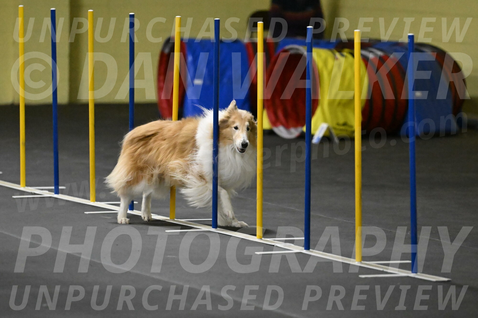 Attie-Schaffer-15231