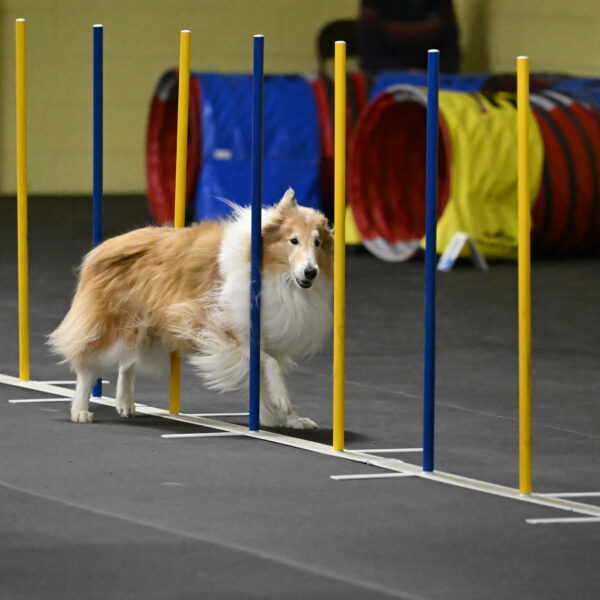 Attie-Schaffer-15231