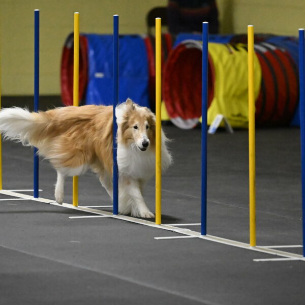 Attie-Schaffer-15232