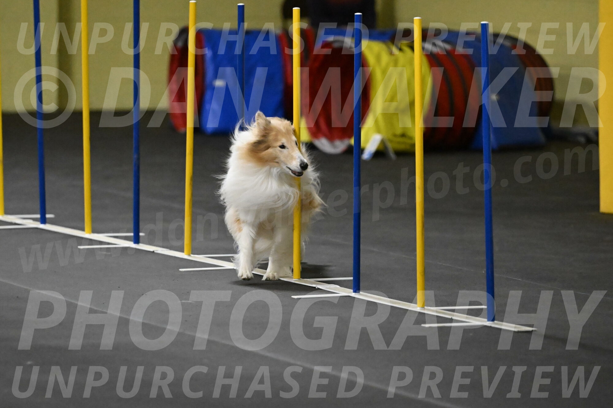 Attie-Schaffer-15235