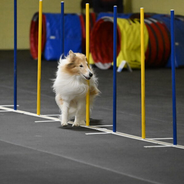 Attie-Schaffer-15235