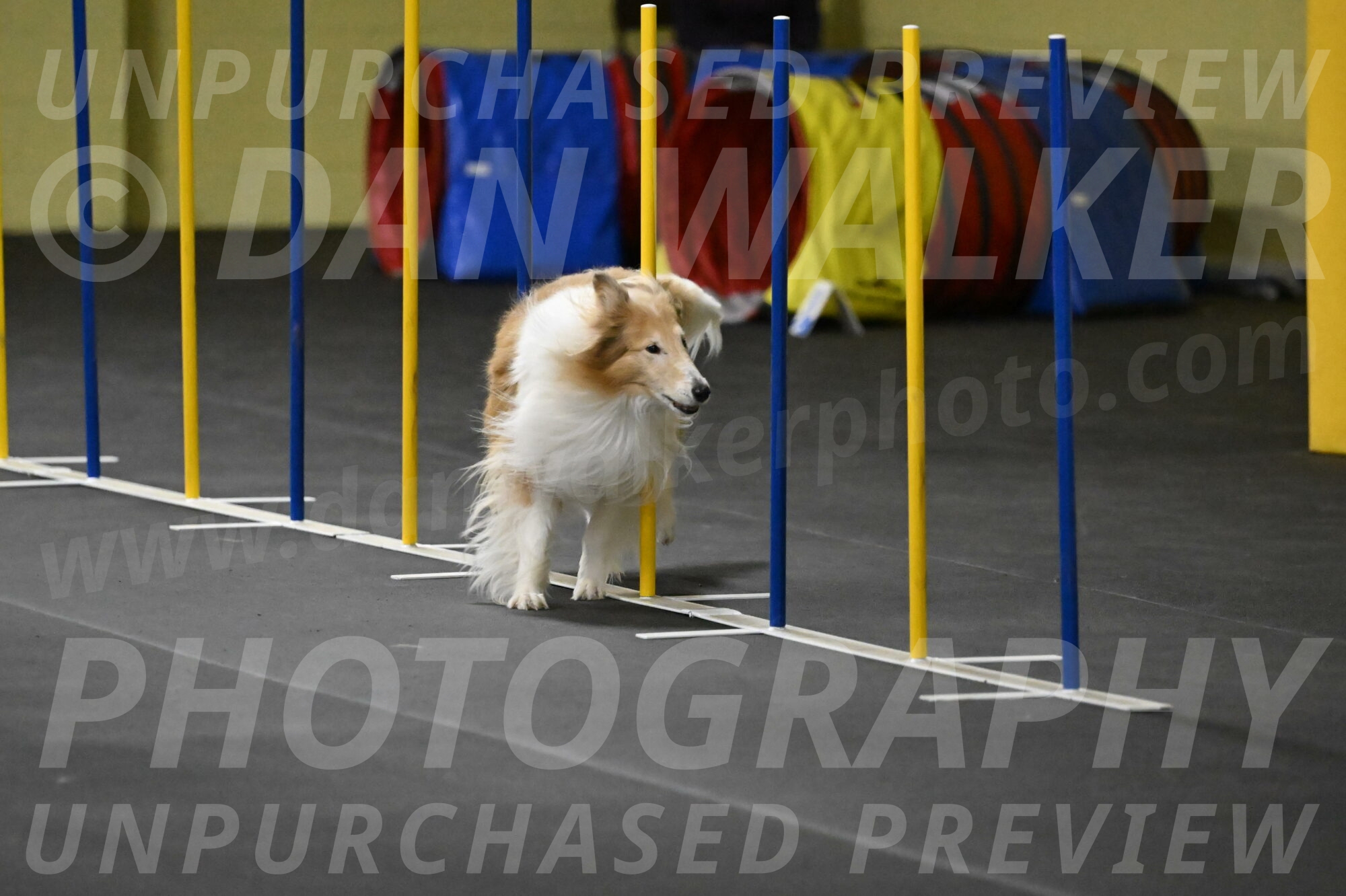 Attie-Schaffer-15236