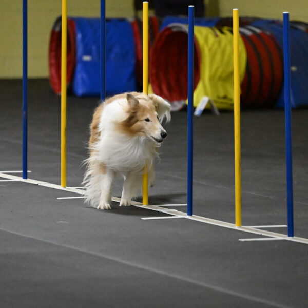 Attie-Schaffer-15236