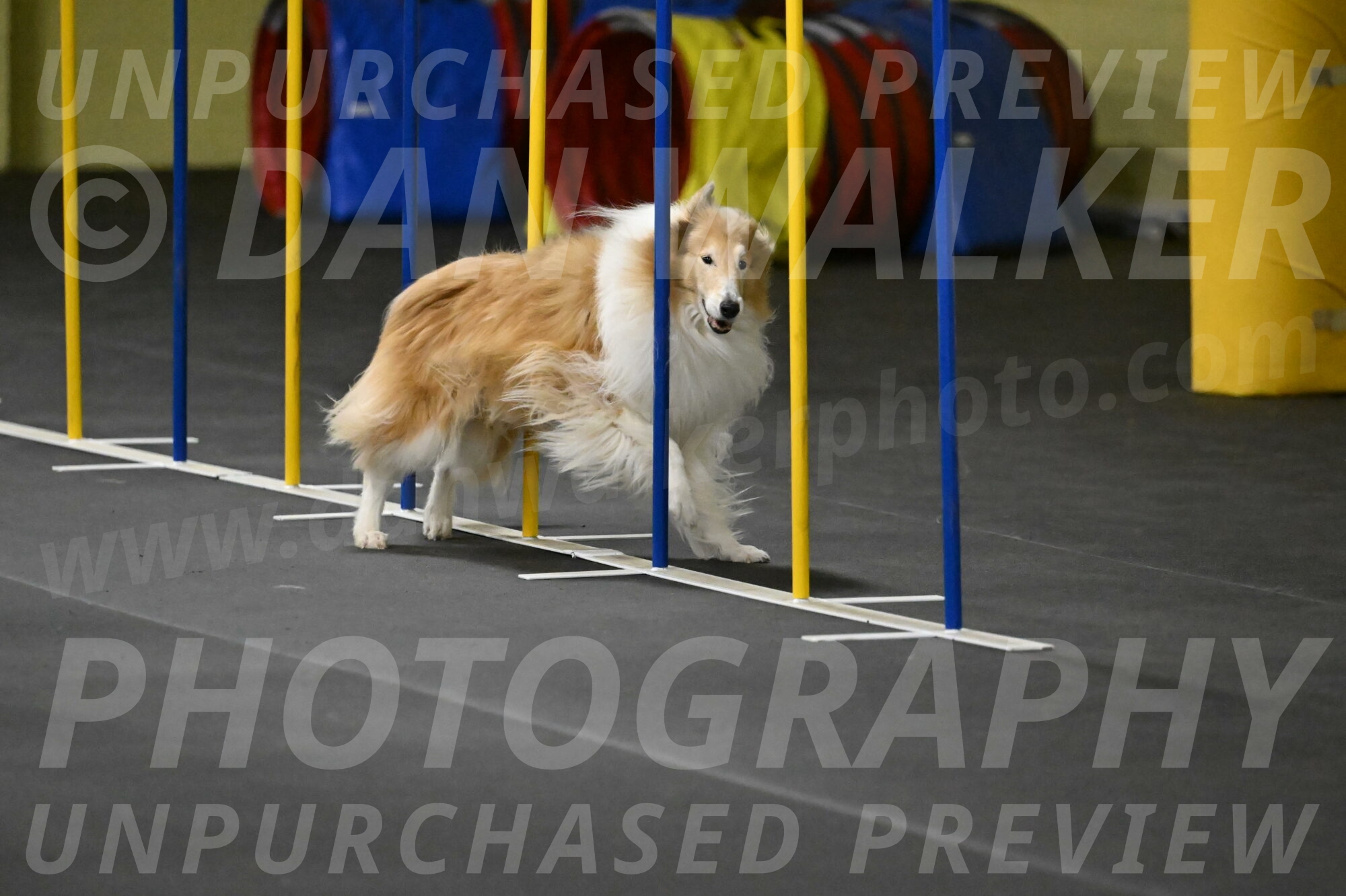 Attie-Schaffer-15239