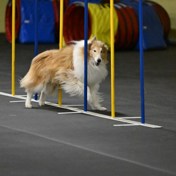 Attie-Schaffer-15239