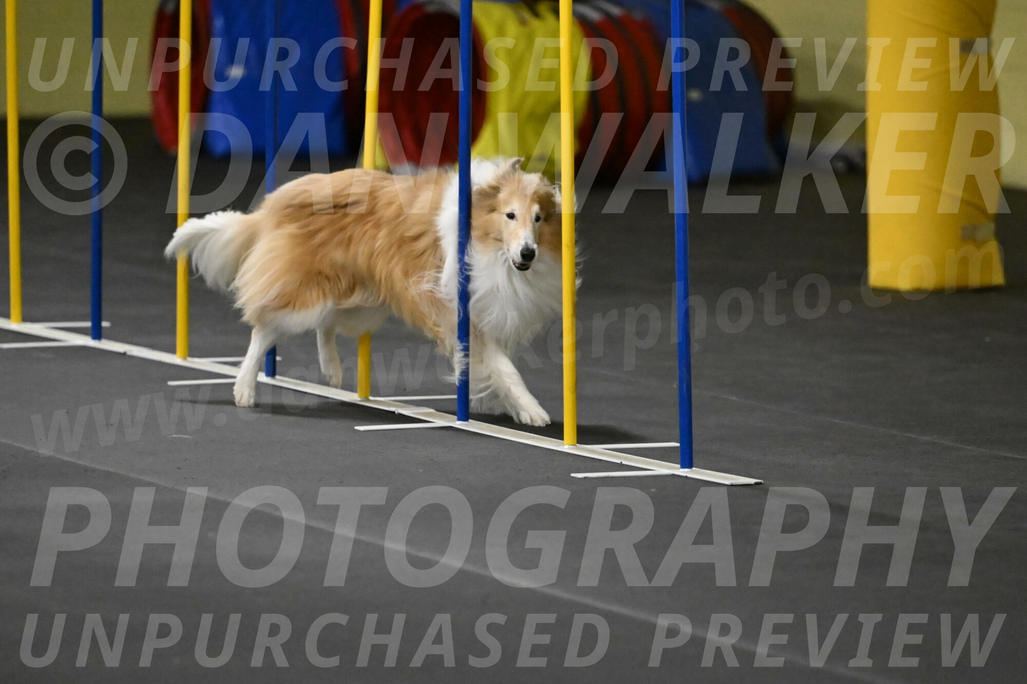 Attie-Schaffer-15240