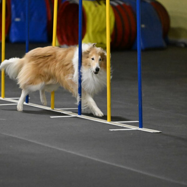 Attie-Schaffer-15240