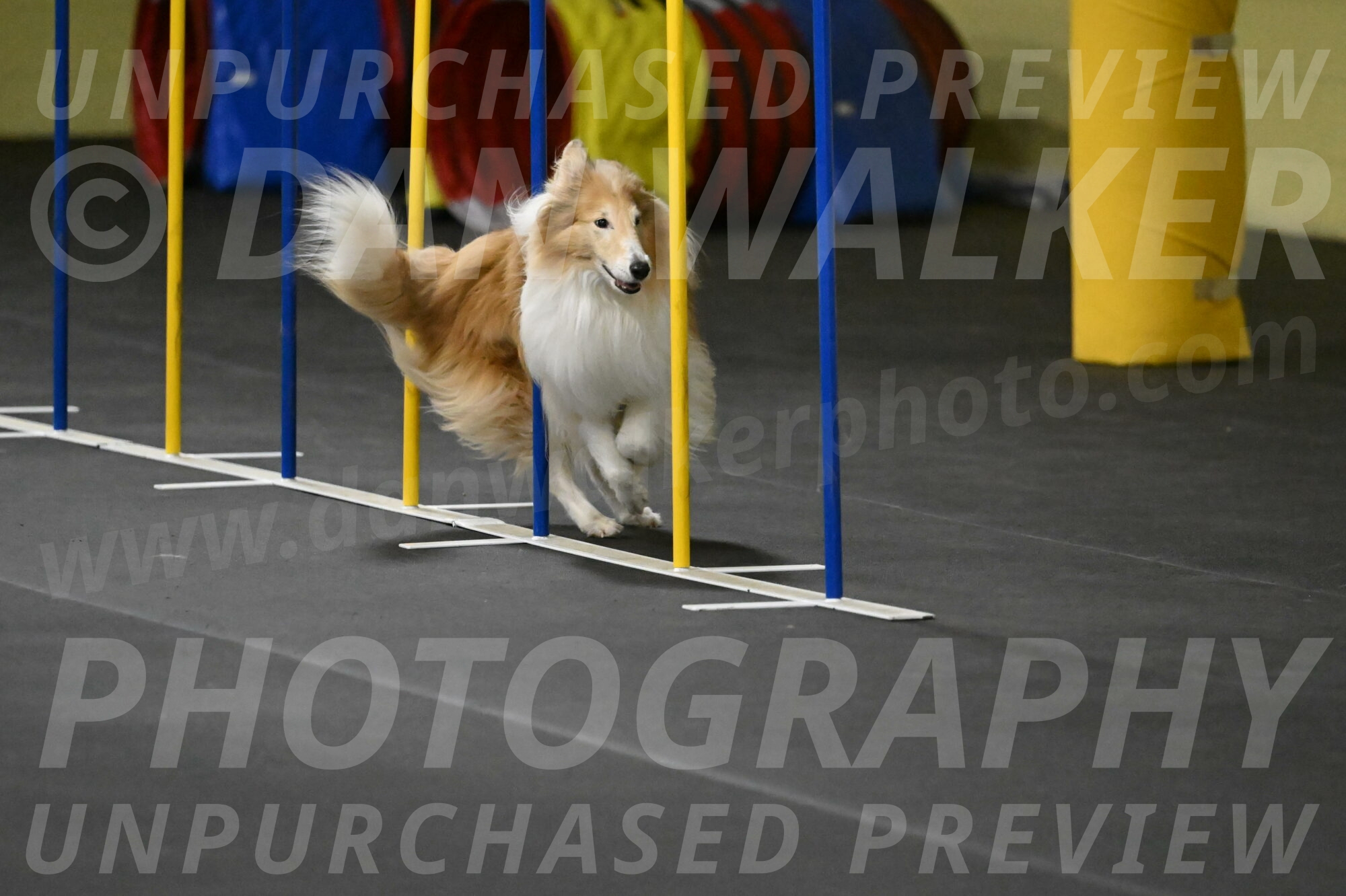 Attie-Schaffer-15242