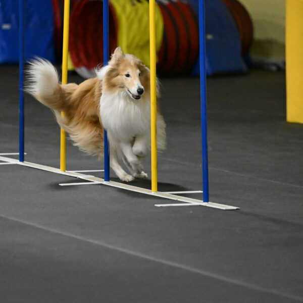 Attie-Schaffer-15242