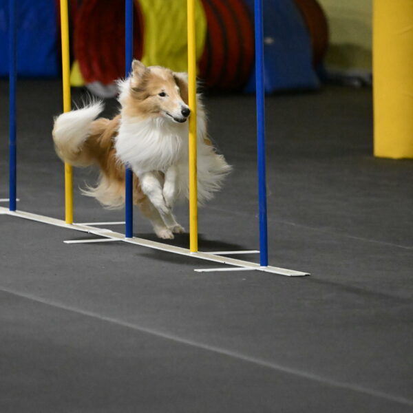 Attie-Schaffer-15243