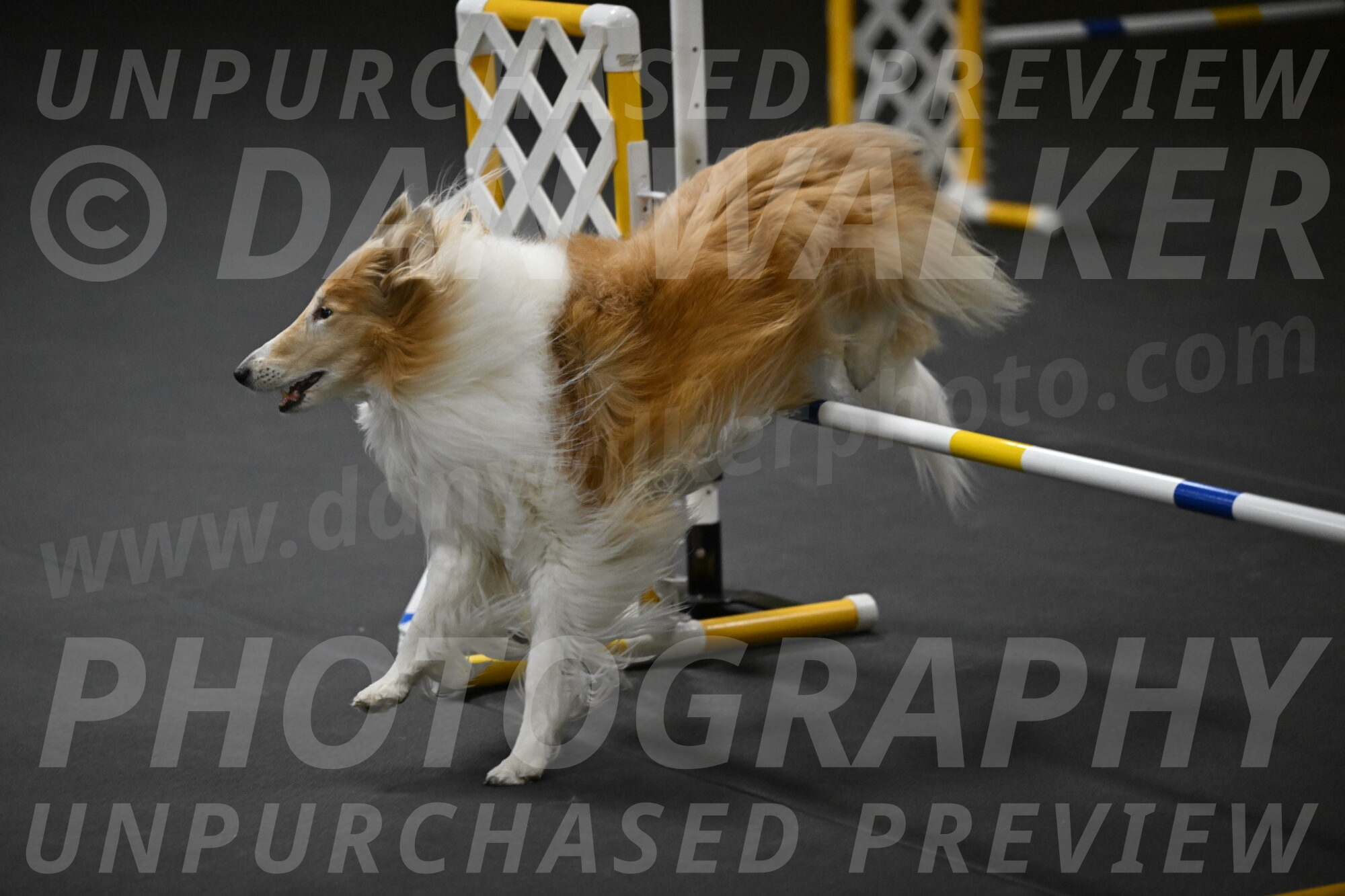 Attie-Schaffer-15254