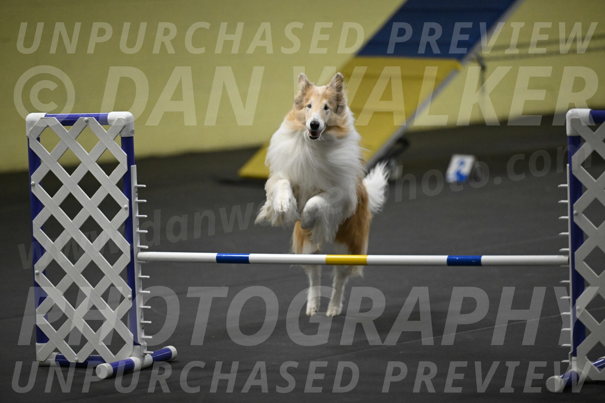 Attie-Schaffer-15258