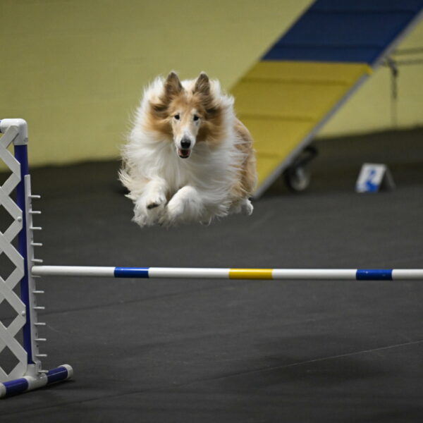 Attie-Schaffer-15259