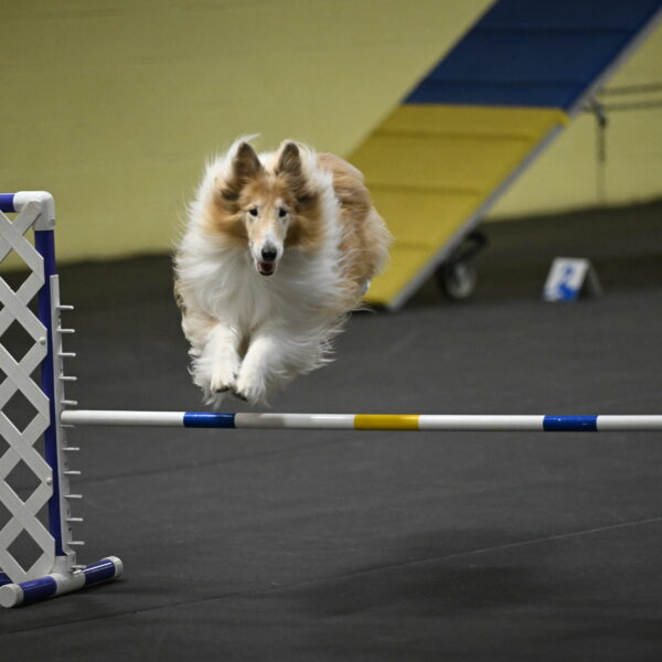 Attie-Schaffer-15260