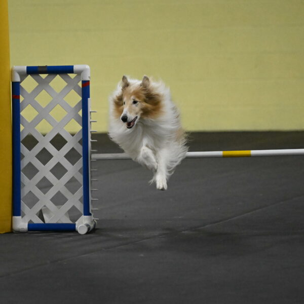 Attie-Schaffer-15273