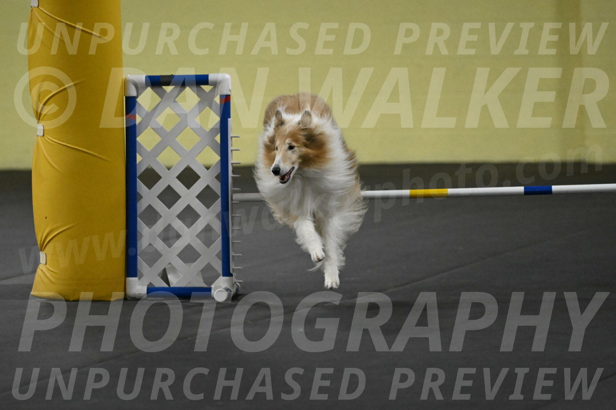 Attie-Schaffer-15274