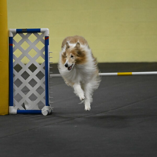 Attie-Schaffer-15274