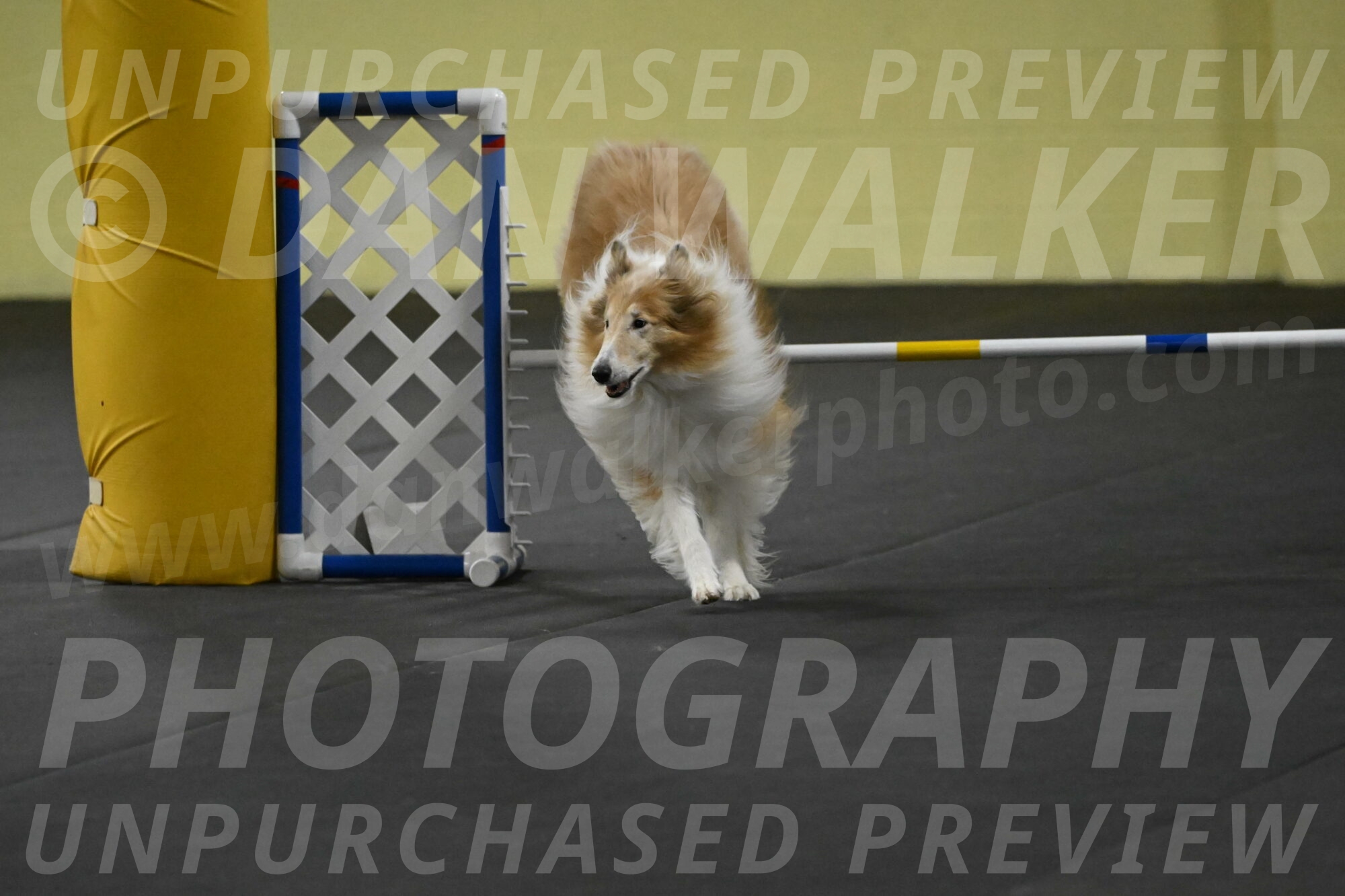 Attie-Schaffer-15275