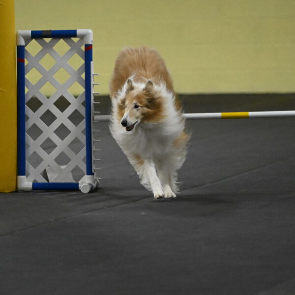 Attie-Schaffer-15275