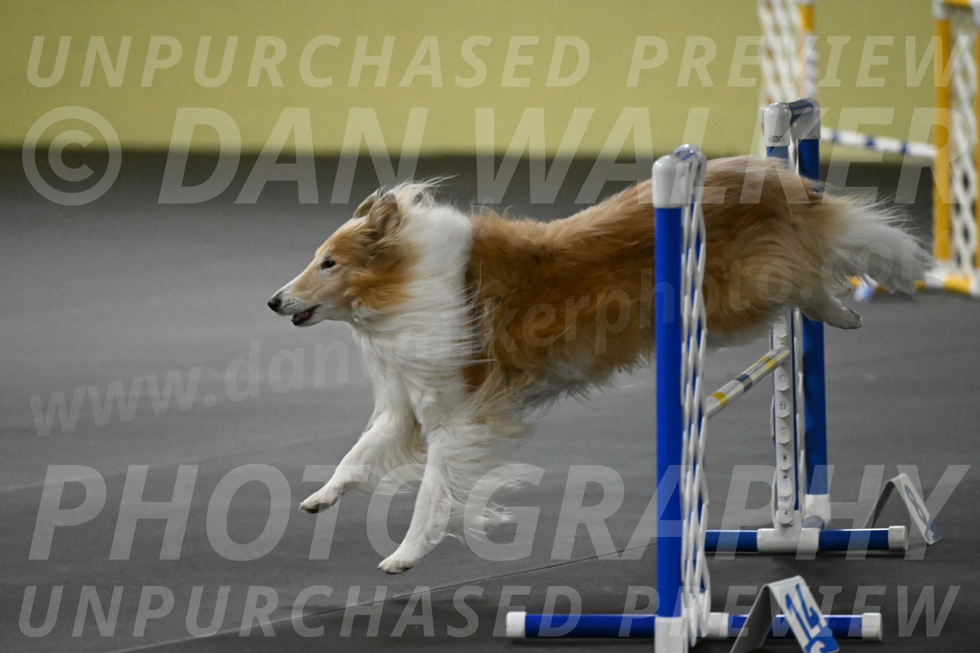 Attie-Schaffer-15277