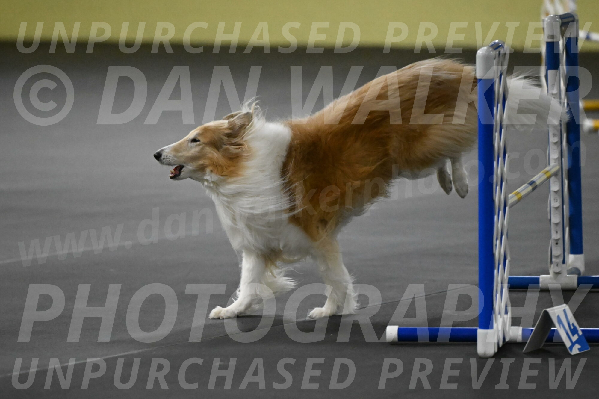 Attie-Schaffer-15278