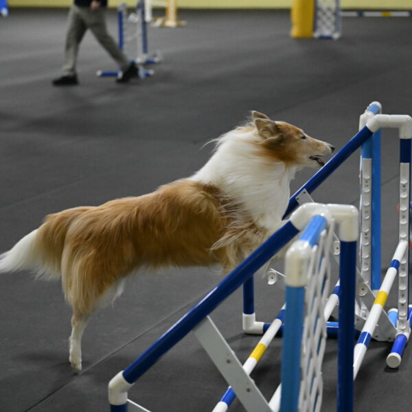 Attie-Schaffer-15290