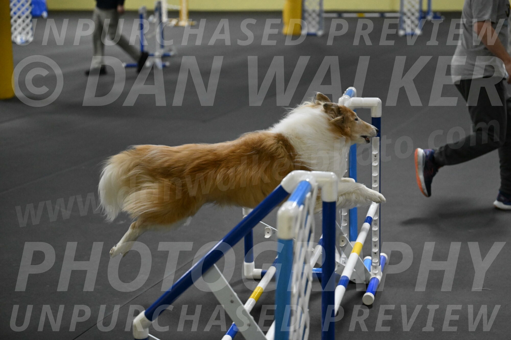 Attie-Schaffer-15291