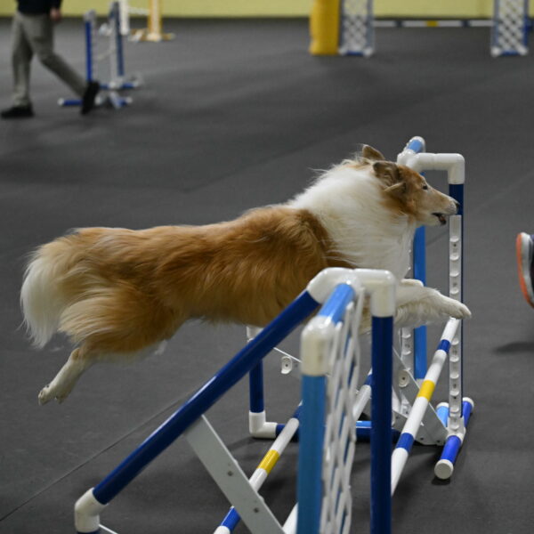 Attie-Schaffer-15291