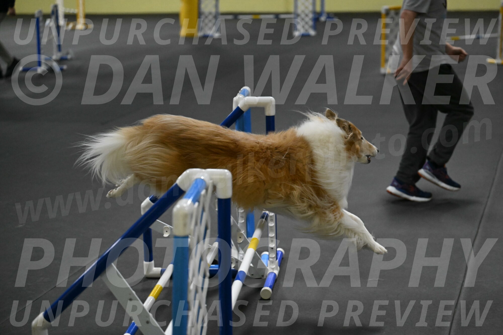 Attie-Schaffer-15293