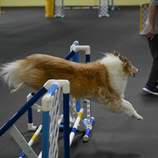 Attie-Schaffer-15293