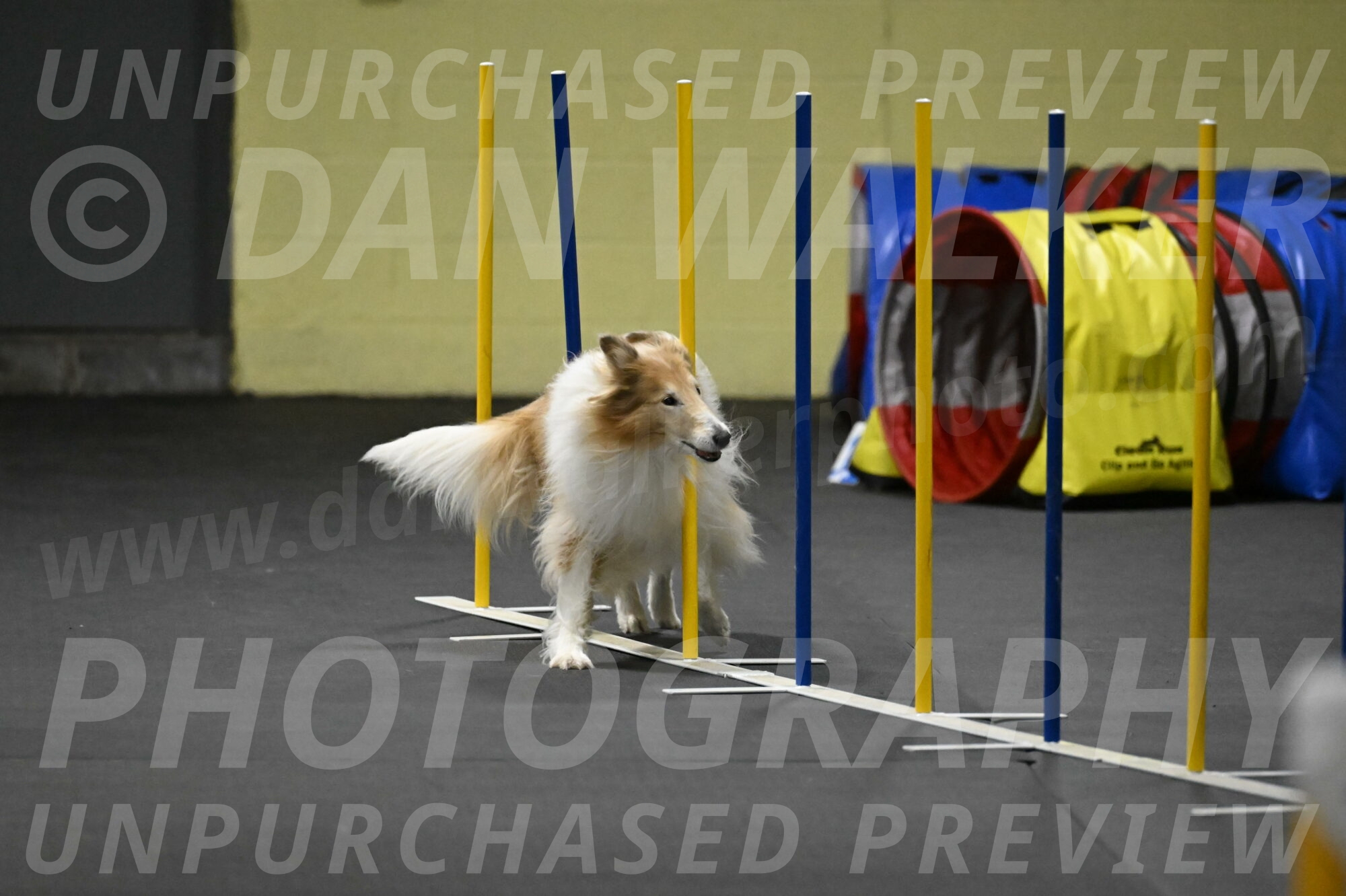 Attie-Schaffer-15294