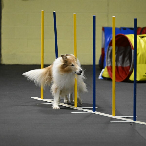 Attie-Schaffer-15294