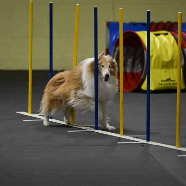 Attie-Schaffer-15298