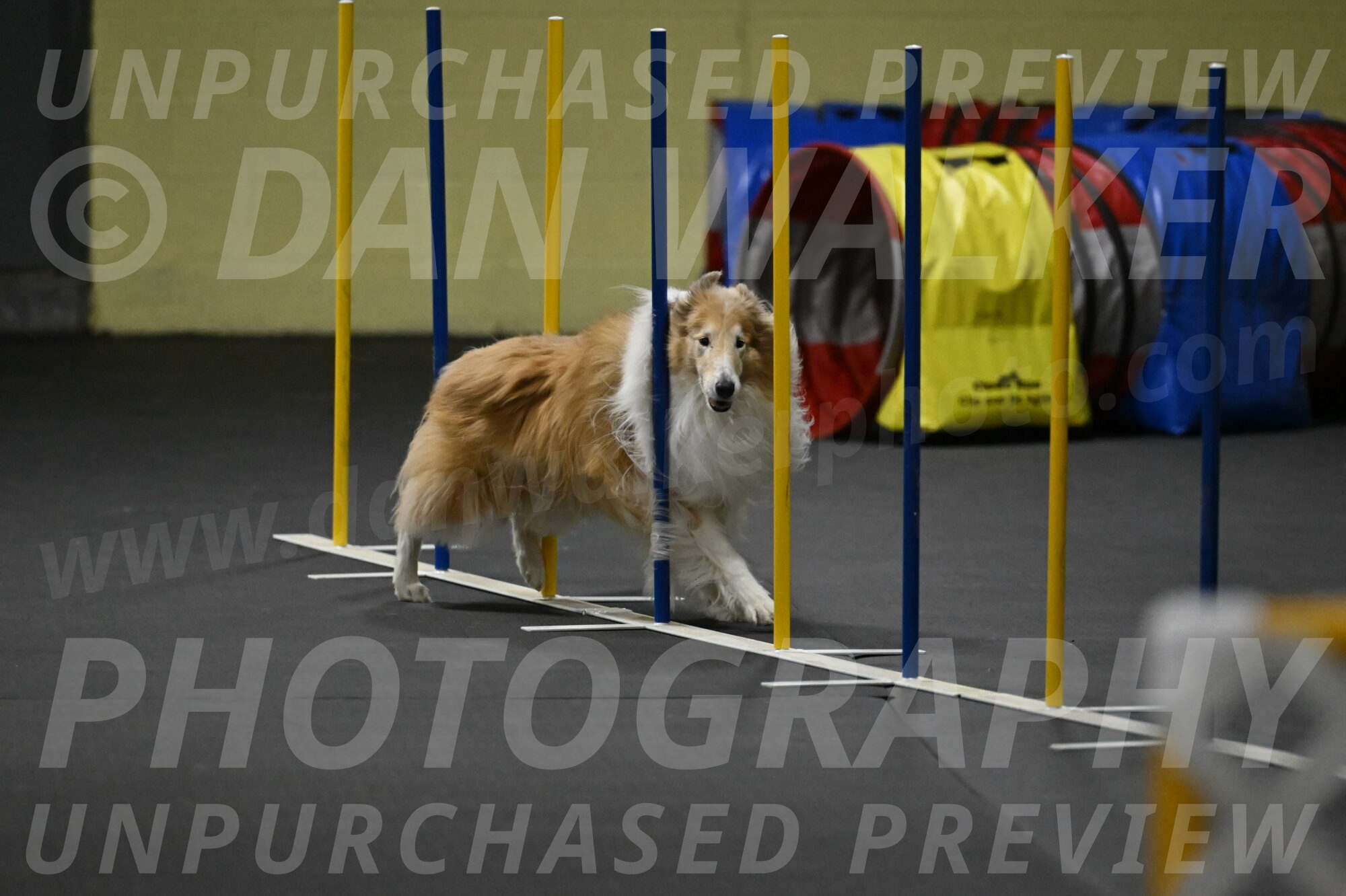 Attie-Schaffer-15299