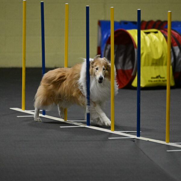 Attie-Schaffer-15299