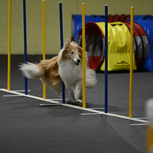 Attie-Schaffer-15301